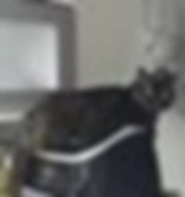 Gus Rofredbelys gus Sil**