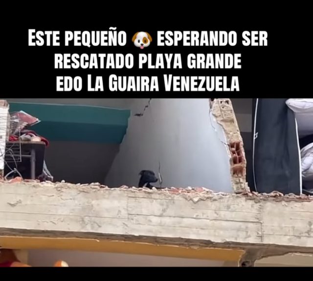 Perro negrito