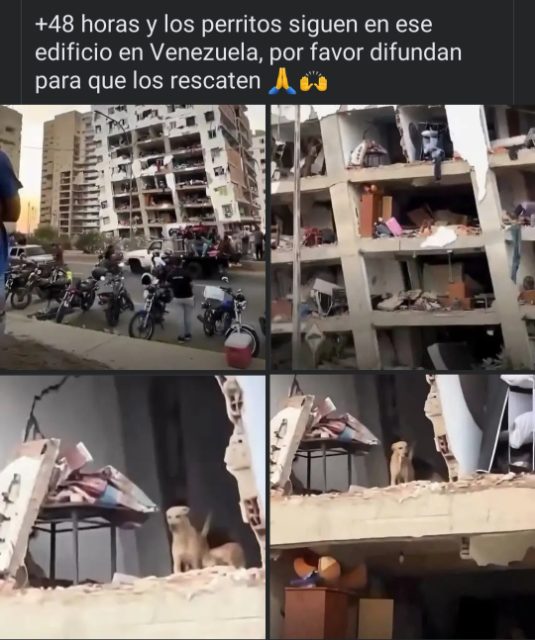 Salven a estos dos perritos