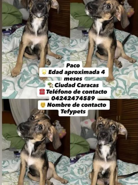 tefy