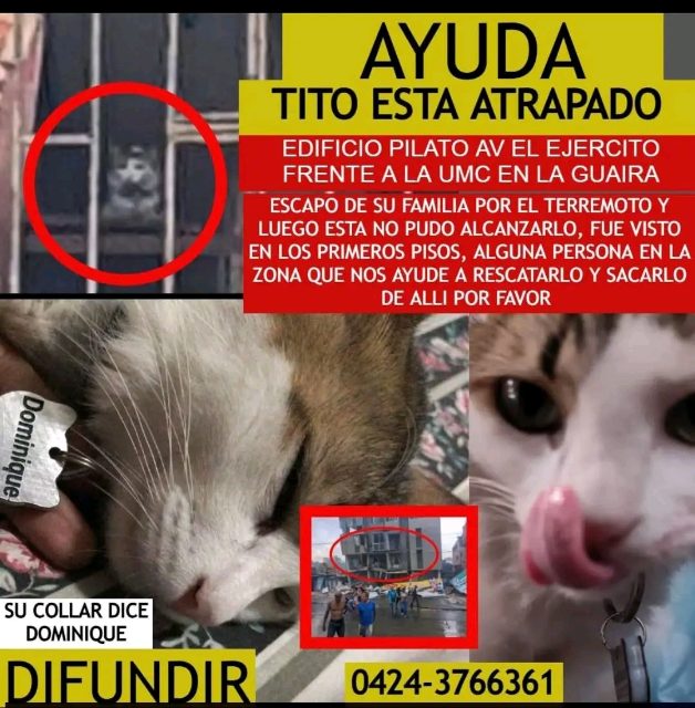 Gatico Domínguez